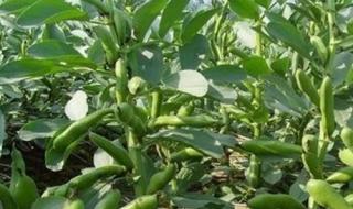 蚕豆花的种植方法 蚕豆的种植方法